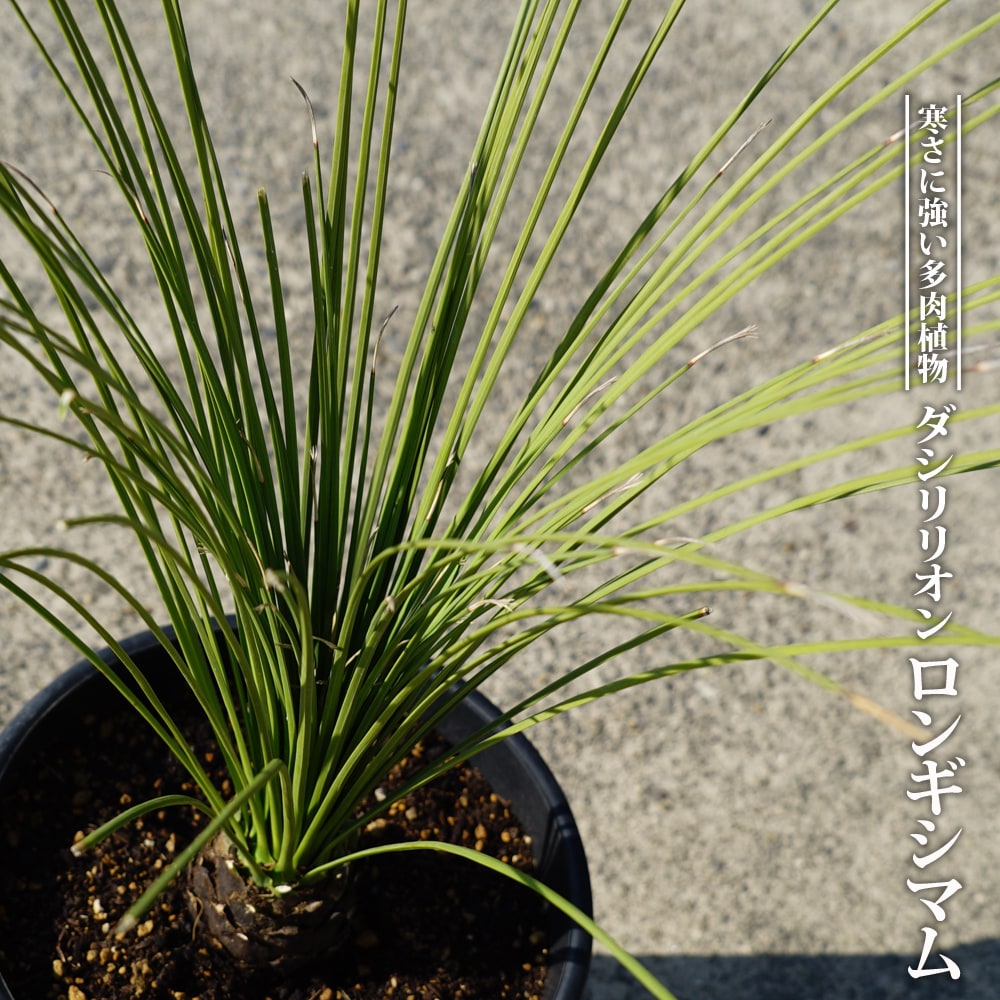 折鶴南天 オリヅルナンテン 根巻き苗 掘り出し物 極上品 苗木部 本店 By 花ひろばオンライン