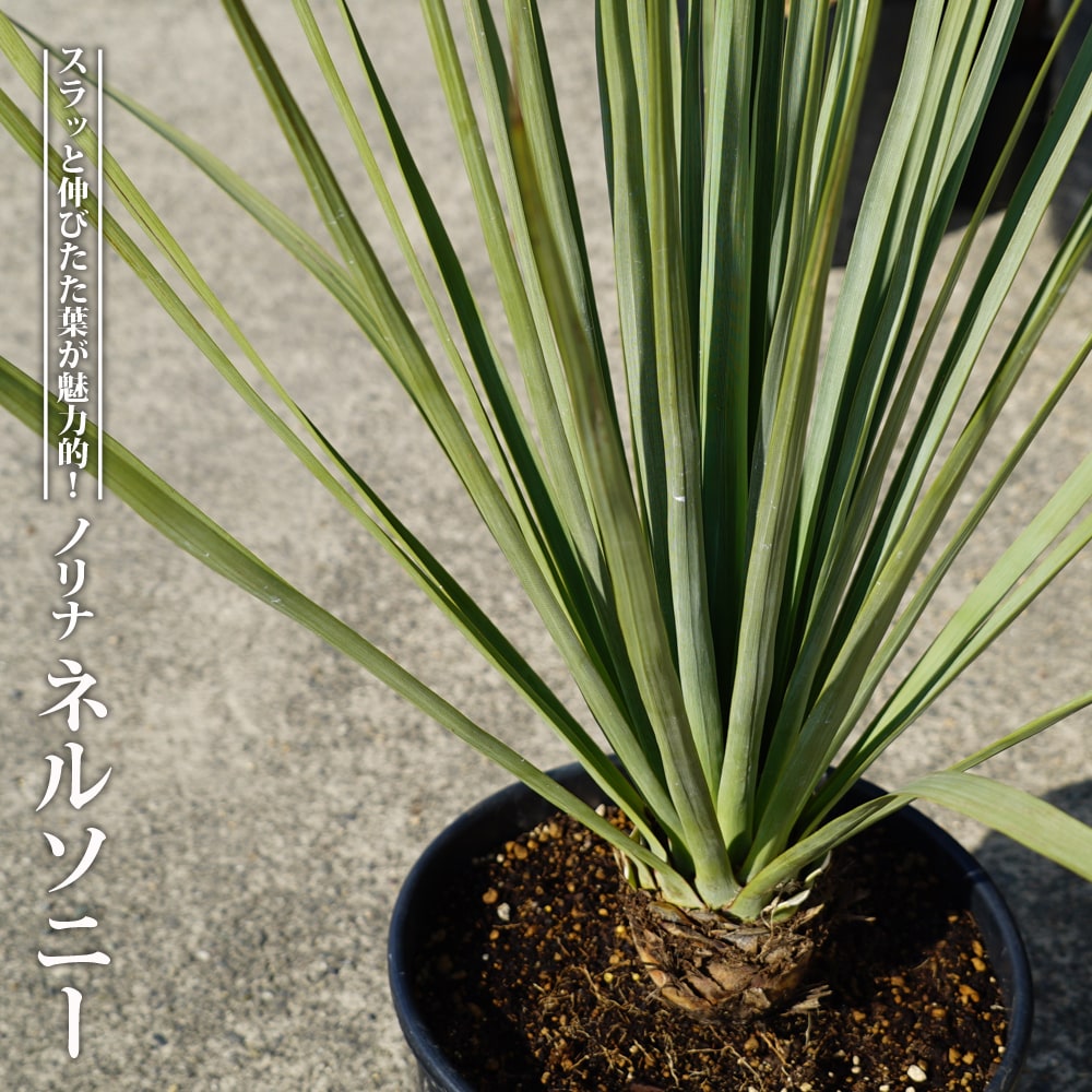 000000057385-01-l.jpg?t=  