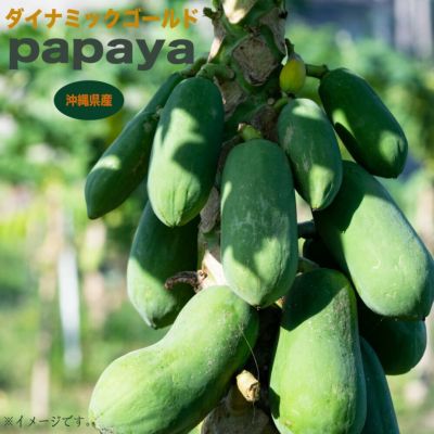 ピタンガ ラバー種 ポット大苗 常緑性のある熱帯果樹 【大型宅配便