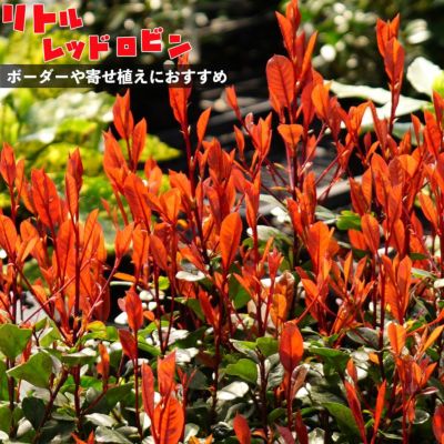 レッドロビン スカーレットパール 苗 販売 苗木部 By 花ひろばオンライン