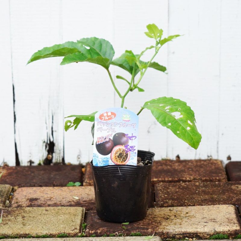 000000057705-05-l.jpg?t=