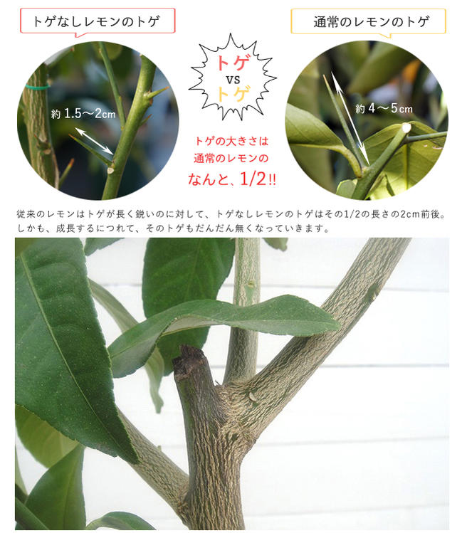 柑橘 レモン トゲなしレモン 苗 販売 苗木部 By 花ひろばオンライン 柑橘 レモン トゲなしレモン 苗 販売 苗木部 By 花ひろばオンライン