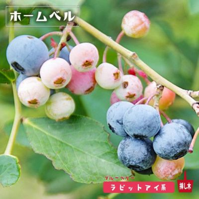 ブライトウェル ラビットアイ系 ブルーベリー 苗 販売 苗木部 By 花ひろばオンライン