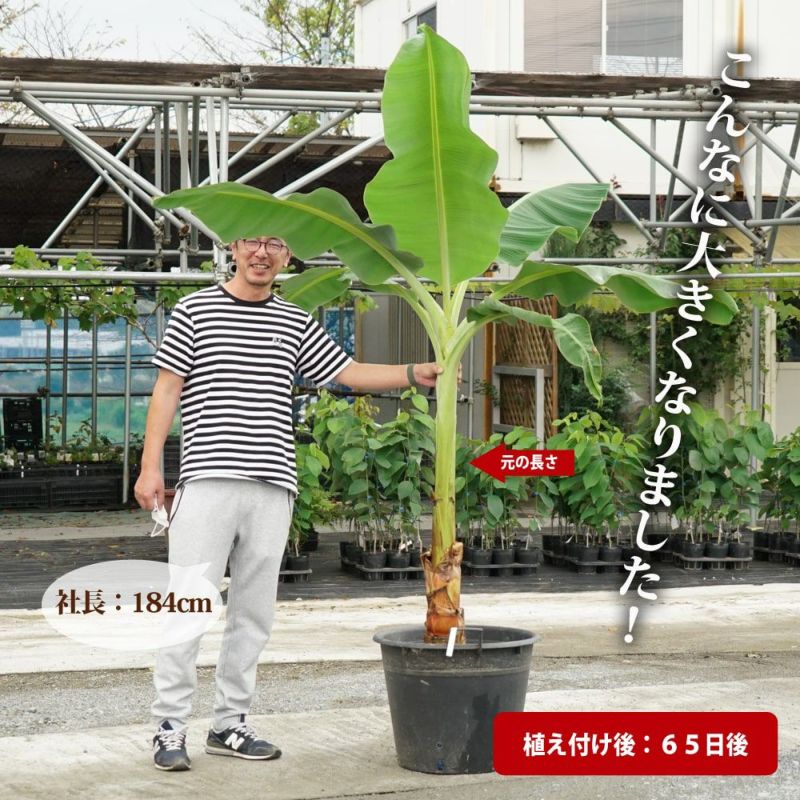 特大苗　16本お引き取り　まとめ最大50%引　耐寒性生食バナナ　ナムワ系 耐寒性バナナ】ムサドワーフナムワ収穫したら美味しかった - YouTube