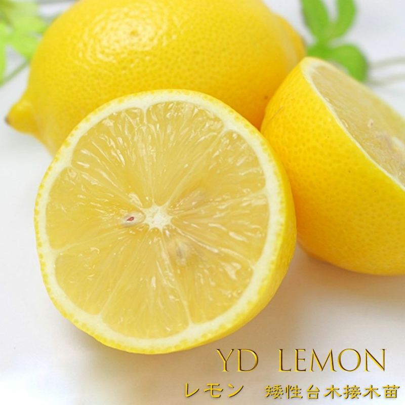 香り良く果汁たっぷり リスボンレモン 檸檬 接木苗木