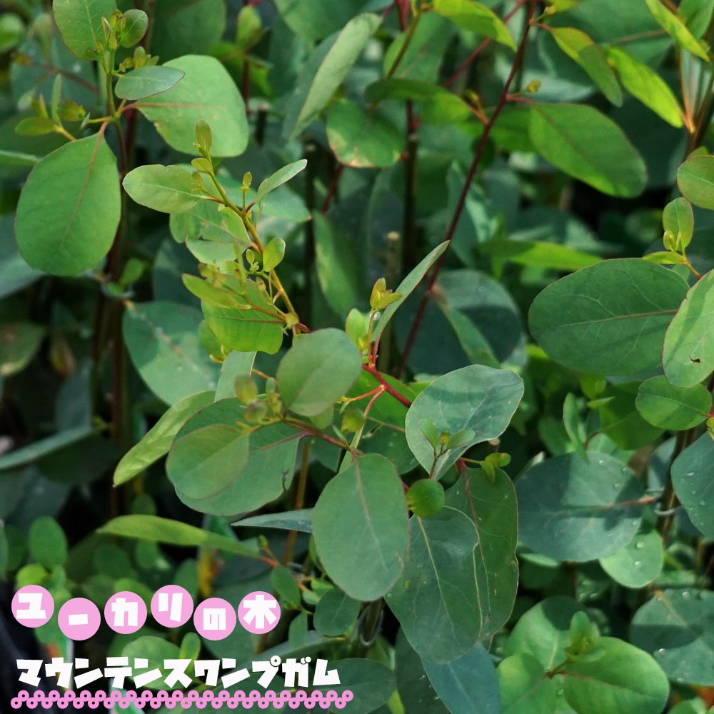 ユーカリの木 グロブラス 3号ポット苗 シンボルツリー 生垣 目隠し 庭木 常緑樹 苗木部 本店 By 花ひろばオンライン
