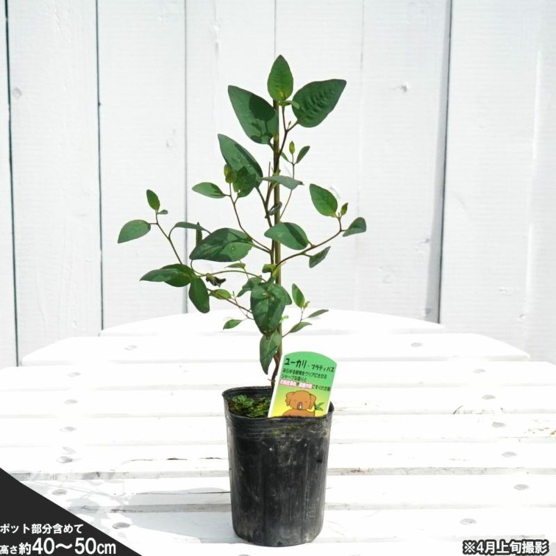 ユーカリの木 “プラティパス” 3号ポット苗 シンボルツリー 生垣