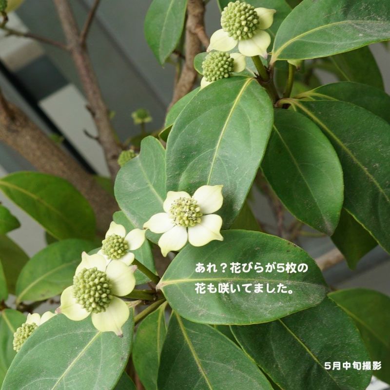 常緑ヤマボウシ 十五夜 苗 通販 苗木部 By 花ひろばオンライン