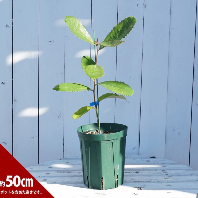 パンクシア ロブール 苗 販売 苗木部 By 花ひろばオンライン