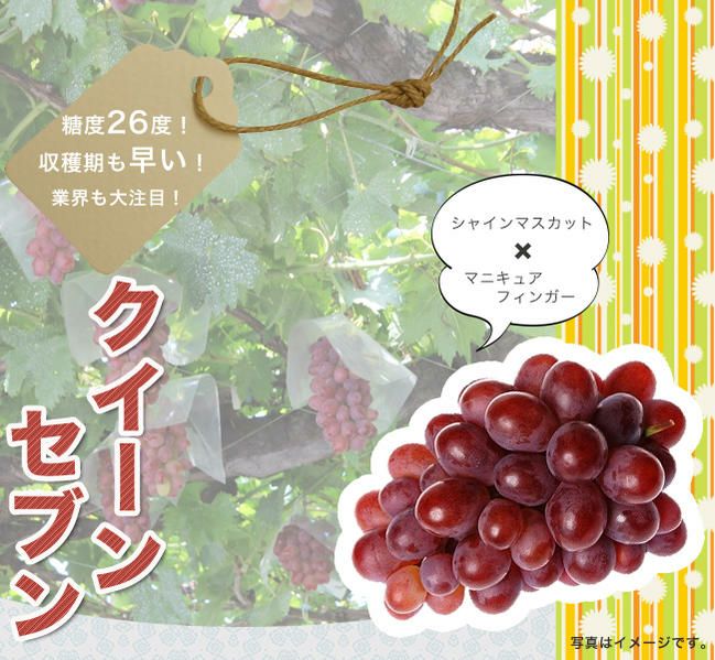 皮ごと食べられる高級葡萄 クイーンニーナ苗木 - 食品