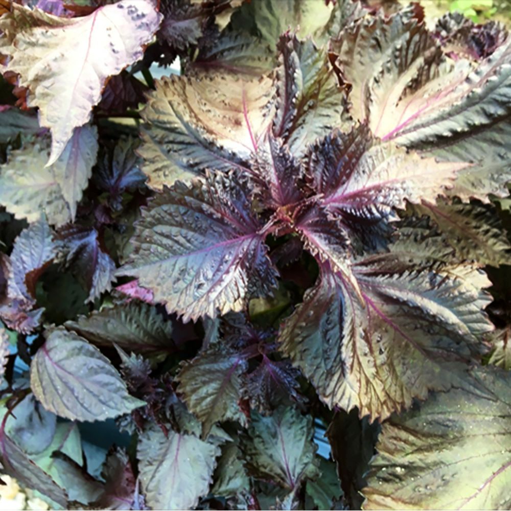 種 野菜 無科学農薬、無科学肥料、遺伝子組換えなしのタネ