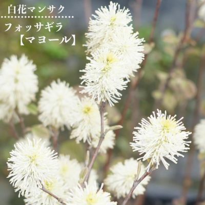 アオバナハイノキ アオバナハイノキ 苗 販売 苗木部 By 花ひろば