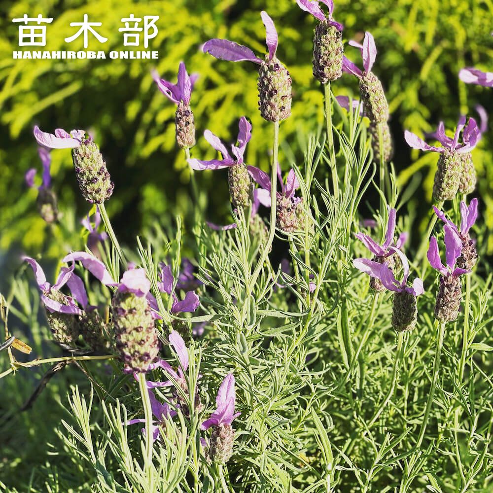開花中♥ラベンダー キューデラ アンティークパープル♥人気品種♥花苗