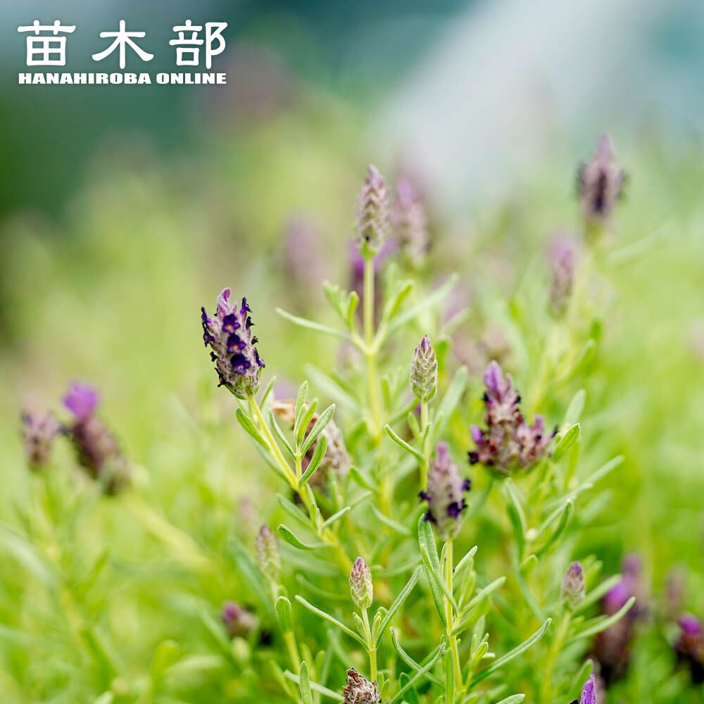 ラベンダー 苗木部 本店 By 花ひろばオンライン