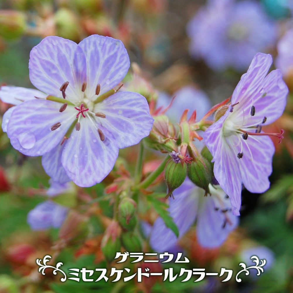 明るいラベンダーブルーに薄く白の筋が入る特徴的な花。
ゲラニウム 【ミセスケンドールクラーク】 3号ポット苗
ゲラニウム ミセスケンドールクラーク プラテンセ系