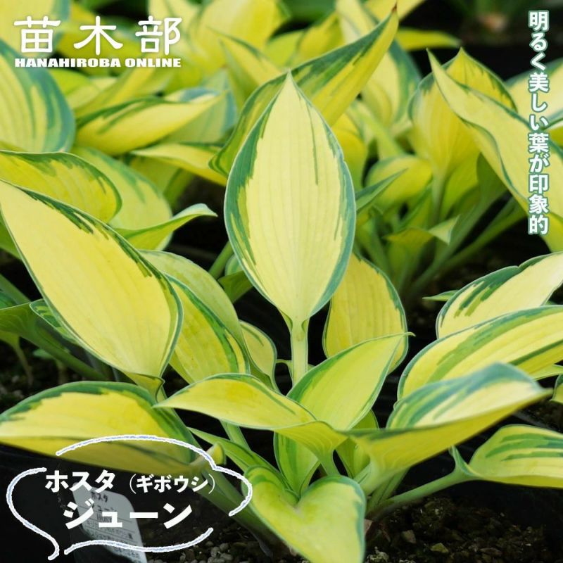 000000060502-01-l.jpg?t=