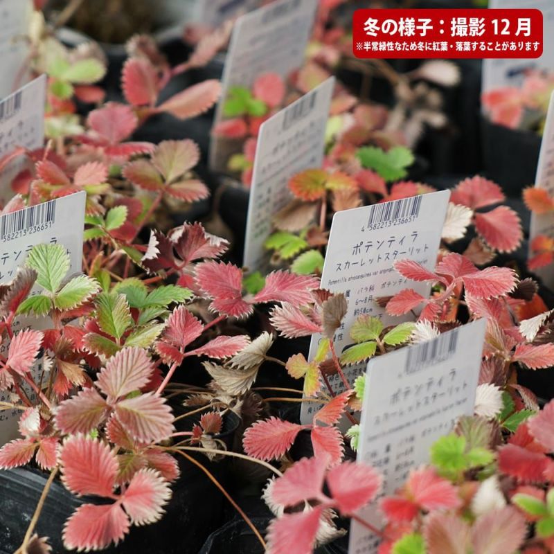 ポテンティラ オレンジスターリット 苗 販売 苗木部 By 花ひろばオンライン