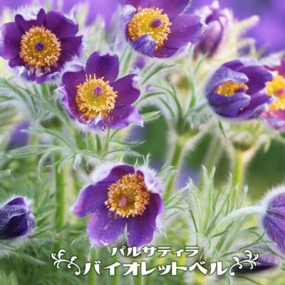 山野草 ベルキ様専用希少濃色八重咲 シラネアオイ 4ポットセット