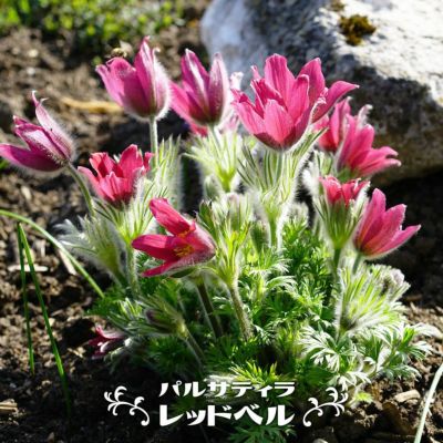 40本 セット】 シロバナシラン (白花紫蘭) 10.5p 40本 10.5p 