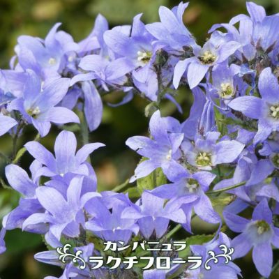 カンパニュラ ラプンクロイデス 苗 販売 苗木部 By 花ひろばオンライン カンパニュラ ラプンクロイデス 苗 販売 苗木部 By 花ひろばオンライン