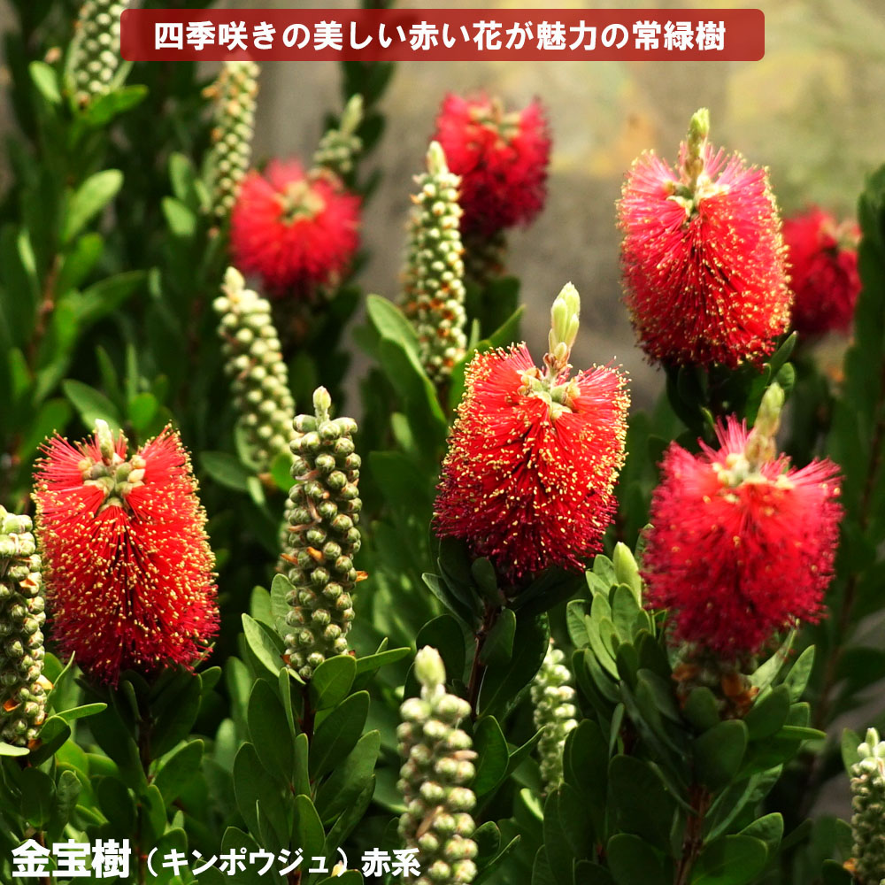 金宝樹 キンポウジュ ブラシノキ 5号ポット苗 シンボルツリー 庭木 常緑樹