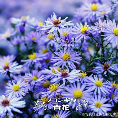 ノコンギク 野紺菊 苗 販売 苗木部 By 花ひろばオンライン ノコンギク 野紺菊 苗 販売 苗木部 By 花ひろばオンライン