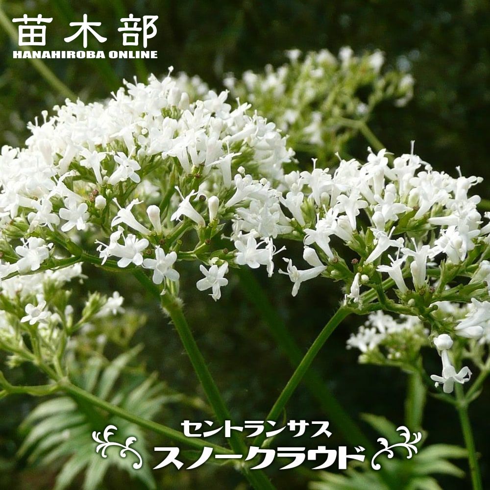 ベロニカ ロンギフォリア ブルーシェーズ 苗 販売 苗木部 By 花ひろばオンライン ベロニカ ロンギフォリア ブルーシェーズ 苗 販売 苗木部 By 花ひろばオンライン