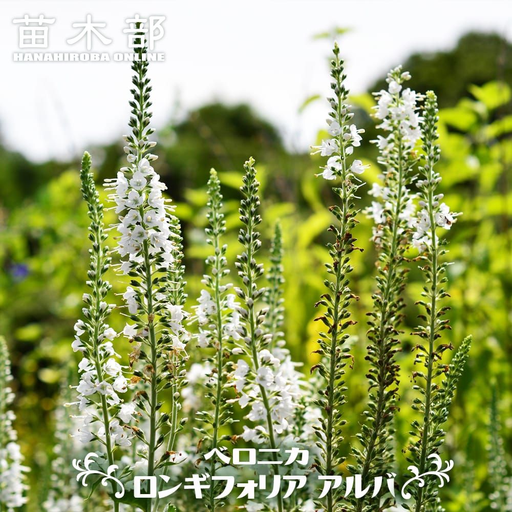 草丈高い 苗木部 本店 By 花ひろばオンライン