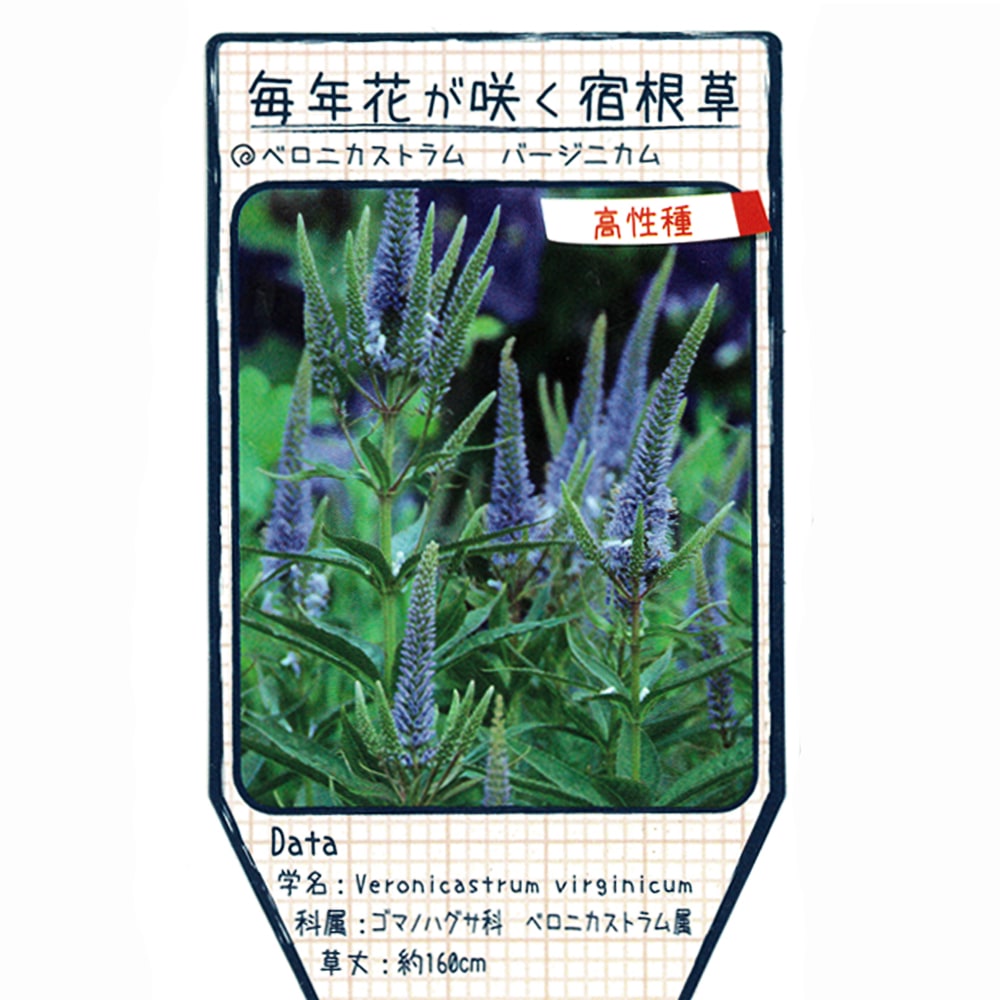 ゲウム マイタイ 宿根草 多年草 苗の販売 苗木部 By 花ひろばオンライン ゲウム マイタイ 宿根草 多年草 苗の販売 苗木部 By 花ひろばオンライン