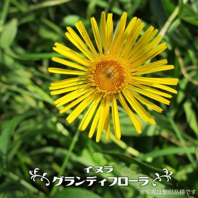 宿根ロベリア 苗 販売 苗木部 By 花ひろばオンライン 宿根ロベリア 苗 販売 苗木部 By 花ひろばオンライン