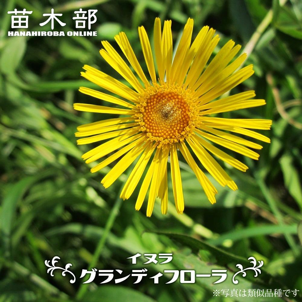 宿根ロベリア 苗 販売 苗木部 By 花ひろばオンライン