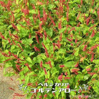 ヤマボウシ ブルーミングテトラ 二季咲き品種 シンボルツリー ヤマボウシ ブルーミングテトラ 二季咲き品種 シンボルツリー