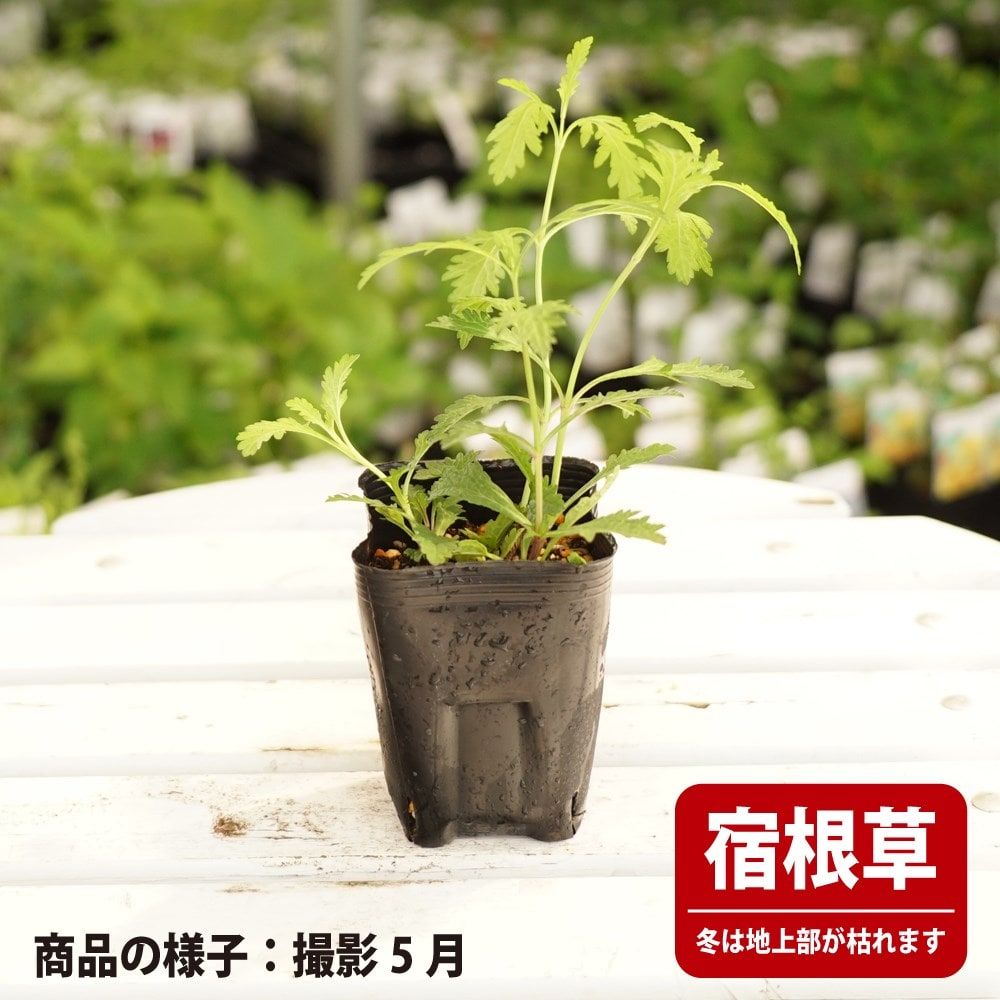 バーベナ　バンプトン　実生苗　抜き苗　宿根草　毎年咲く花 バーベナ バンプトン 実生苗 抜き苗 宿根草 毎年咲く花 バーベナ