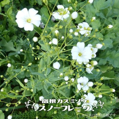 000000061064-01-m.jpg?t=