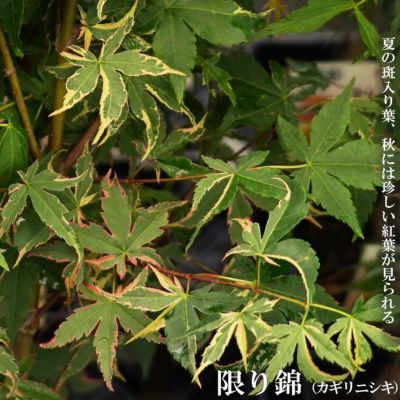 モミジ 浮雲錦 ウキグモニシキ テーブルサイズ 鉢苗 落葉樹 もみじ 苗 観葉植物 イロハモミジ オオモミジ系