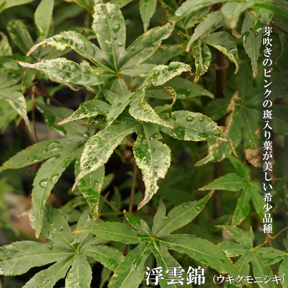 モミジ 花まとい テーブルサイズ 鉢苗 落葉樹 もみじ 苗 観葉植物 イロハモミジ系