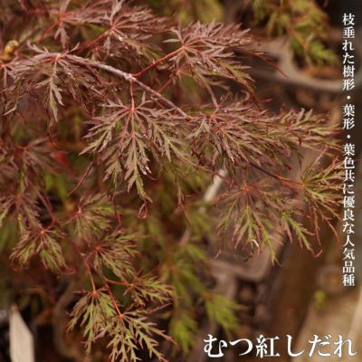 カエデ・もみじ 青しだれ ヤマモミジ系 苗 販売 苗木部 By 花 カエデ・もみじ 青しだれ ヤマモミジ系 苗 販売 苗木部 By 花