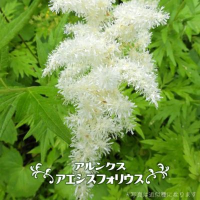 京鹿の子 キョウガノコ 赤 苗 販売 苗木部 By 花ひろばオンライン 京鹿の子 キョウガノコ 赤 苗 販売 苗木部 By 花ひろばオンライン