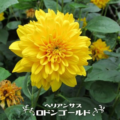 ほおずき 鉢植え 限定販売 夏の風物詩 送料無料 お中元 ギフト プレゼント 誕生日 お祝い 鉢花 多年草 苗木部 本店 By 花ひろばオンライン