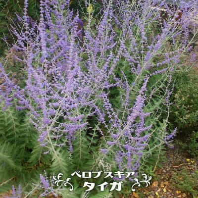 サルビア 苗 販売 苗木部 By 花ひろばオンライン