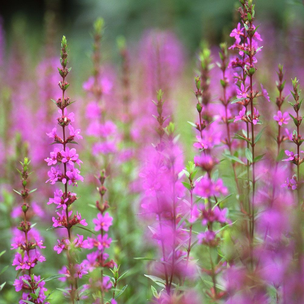 草丈高い 苗木部 本店 By 花ひろばオンライン