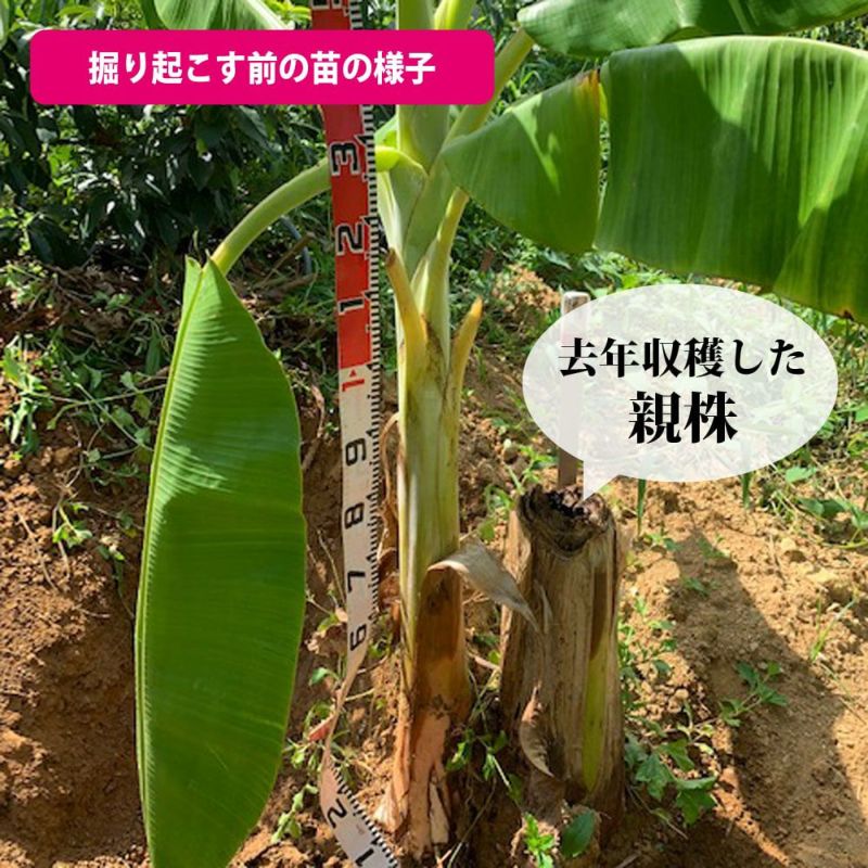 アイスクリームバナナ 3本セット 小苗・中苗・大苗