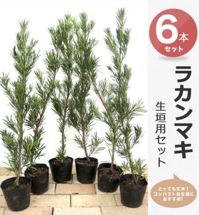 日陰に強い目隠し 苗木部 本店 By 花ひろばオンライン 日陰に強い目隠し 苗木部 本店 By 花ひろばオンライン