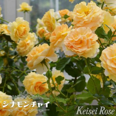 バラ 羽衣 苗 育て方 苗木部 By 花ひろばオンライン