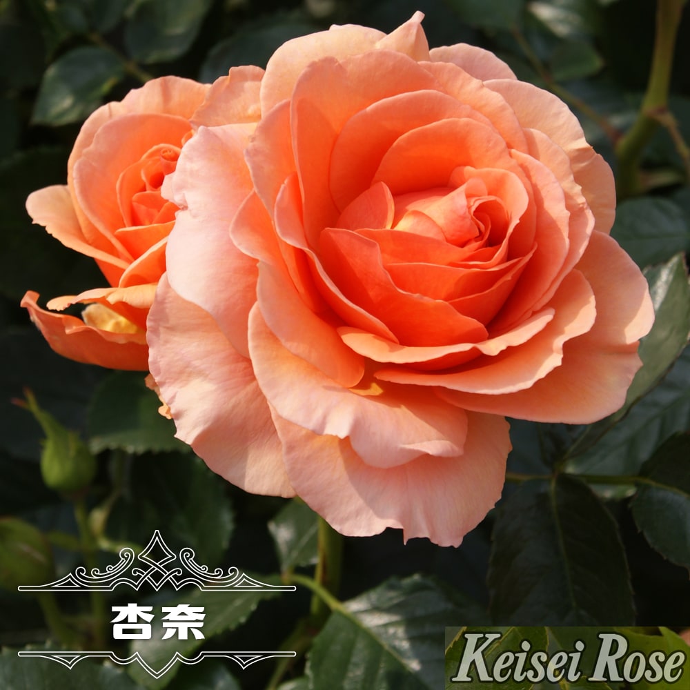 アンズ オレンジ系の木立ちバラ 苗木部 本店 By 花ひろばオンライン