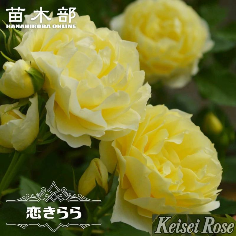 ♡NIINA様♡ご予約 バラ苗 バラ苗ご予約