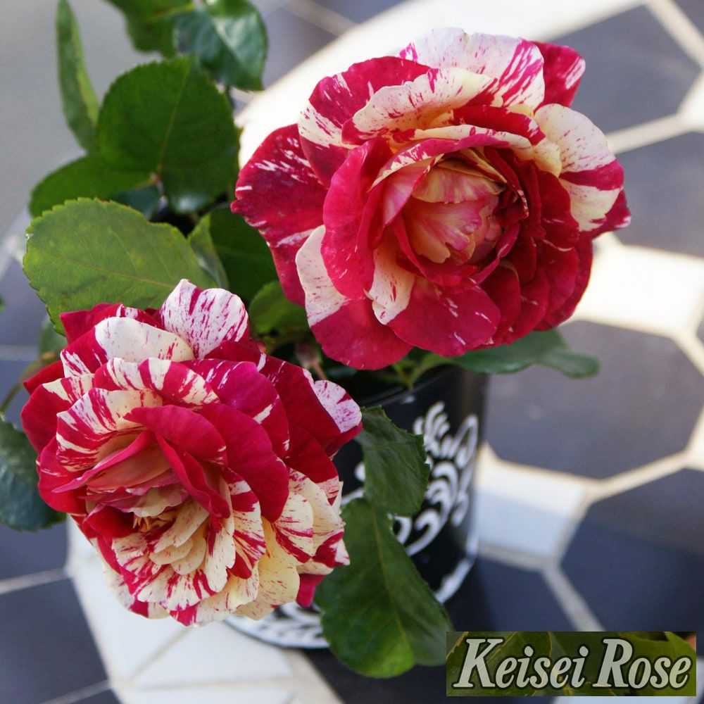 000000062662-08-l.jpg?t=