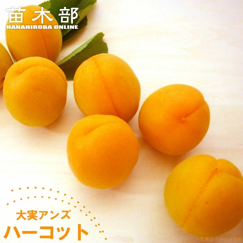 アンズ 苗木部 本店 By 花ひろばオンライン