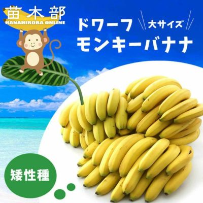 すいか生産　⭐︎組み合わせ自由⭐︎ バナナ苗 2本セット ナムワ系など 店舗引き取り限定 バナナの木 銀バナナ ナーセリーポット大苗
