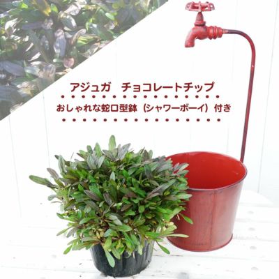 アジュガ チョコレートチップ シャワーボーイ 赤 付き 宿根草 苗 多年草 耐寒性 常緑 グランドカバー 日陰 アジュガ チョコレートチップ シャワーボーイ 赤 付き 宿根草 苗 多年草 耐寒性 常緑 グランドカバー 日陰